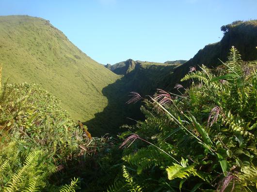     En Martinique, la forêt des Volcans reçoit le label "Forêt d'exception"

