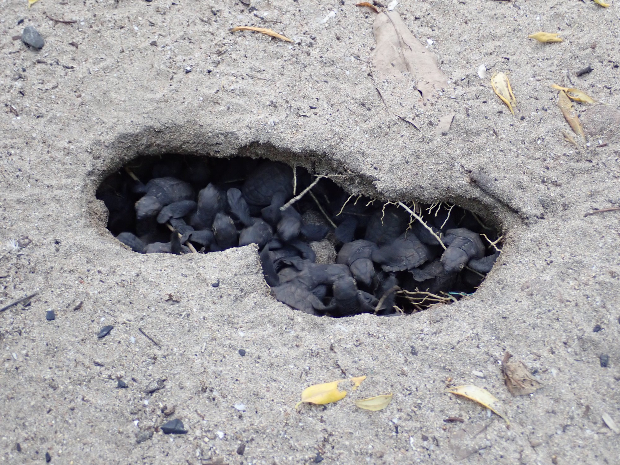    Comment observer l'éclosion des œufs de tortues sans perturber les nouveaux nés ?

