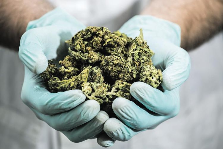     L'Assemblée nationale lance une consultation publique sur le cannabis

