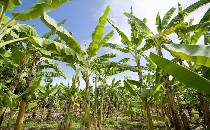     Trois ans après Maria, la banane de Guadeloupe se relève doucement

