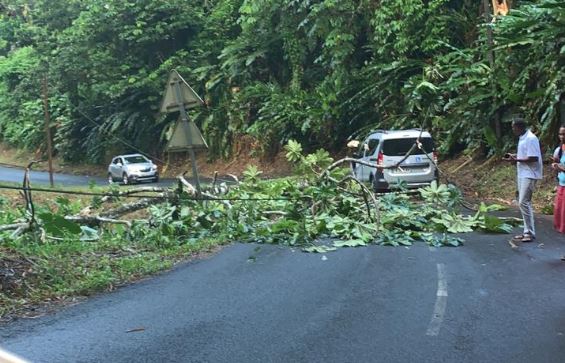     Un arbre tombe sur la route à Saint-Joseph et percute une voiture

