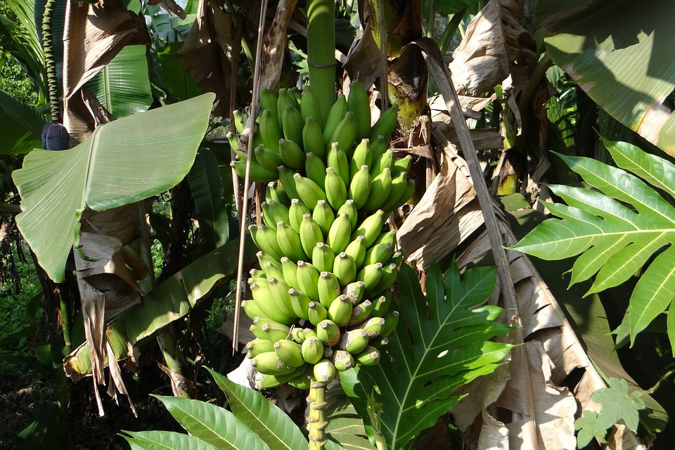     L’inévitable augmentation du prix des bananes

