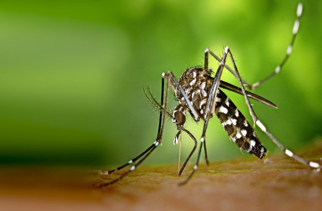     Dengue : pas d’augmentation des indicateurs de surveillance épidémiologique

