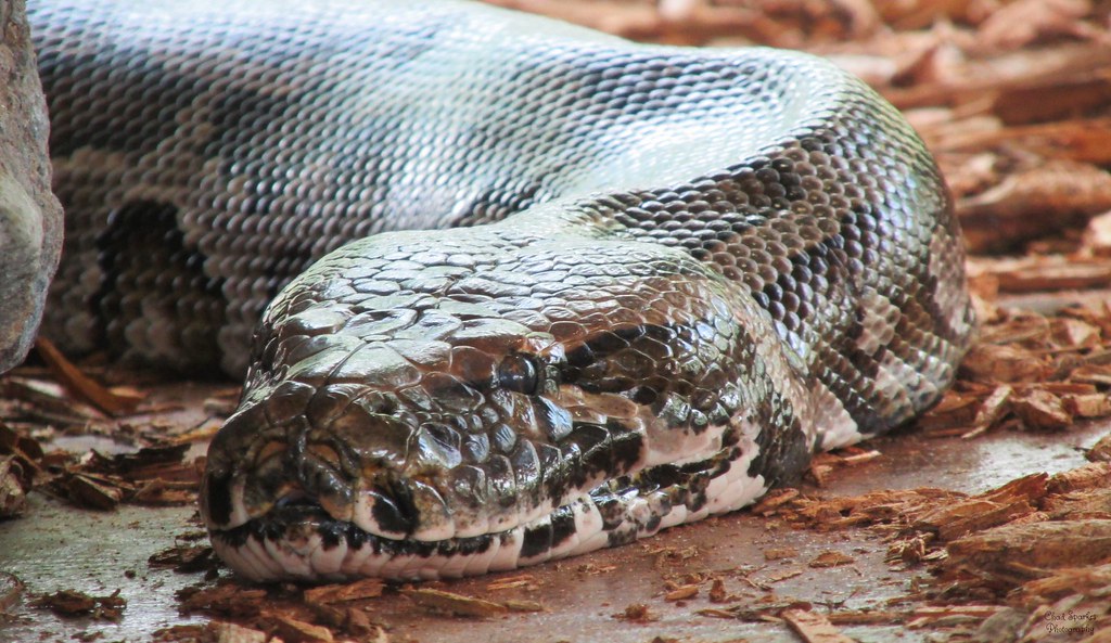     Un python retrouvé sur la route à Sainte-Anne 

