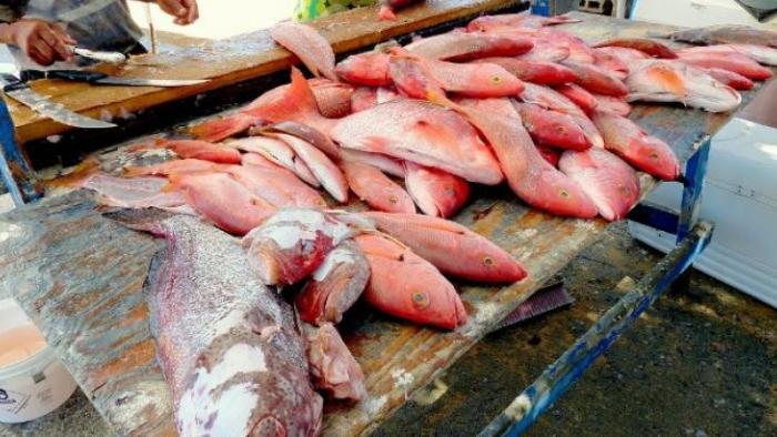     Ciguatera : inquiétude des marins pêcheurs

