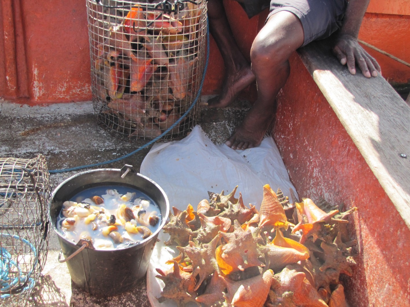     Ouverture de la pêche au lambi le 15 octobre en Guadeloupe

