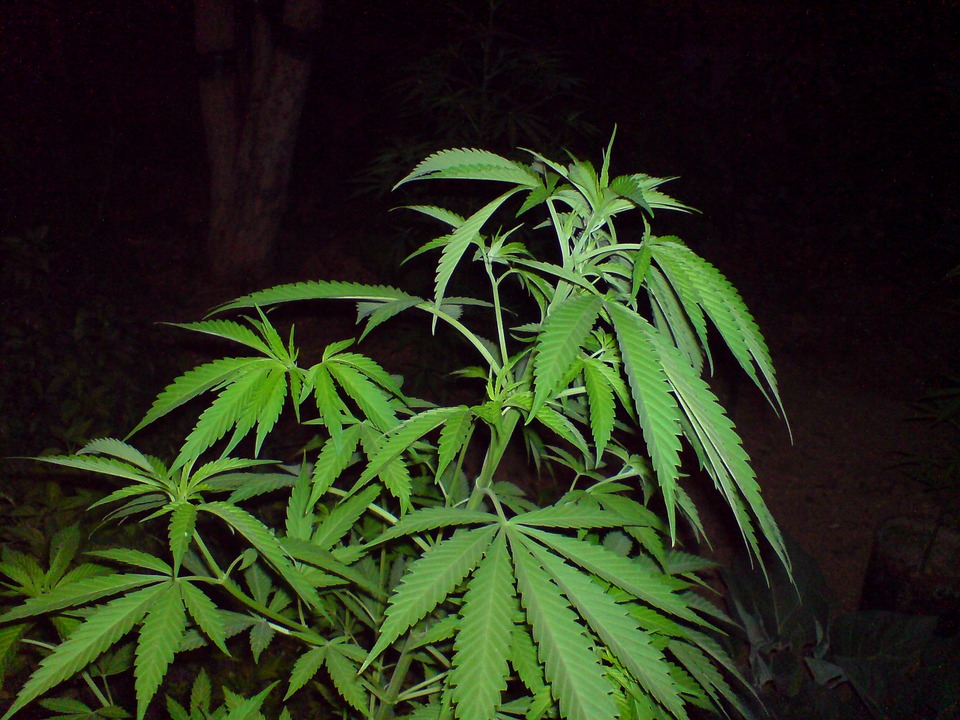     4 sans papiers arrêtés avec des plants de cannabis 

