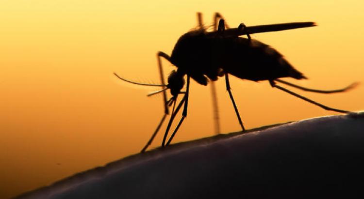     L'épidémie de dengue est elle aussi toujours présente 

