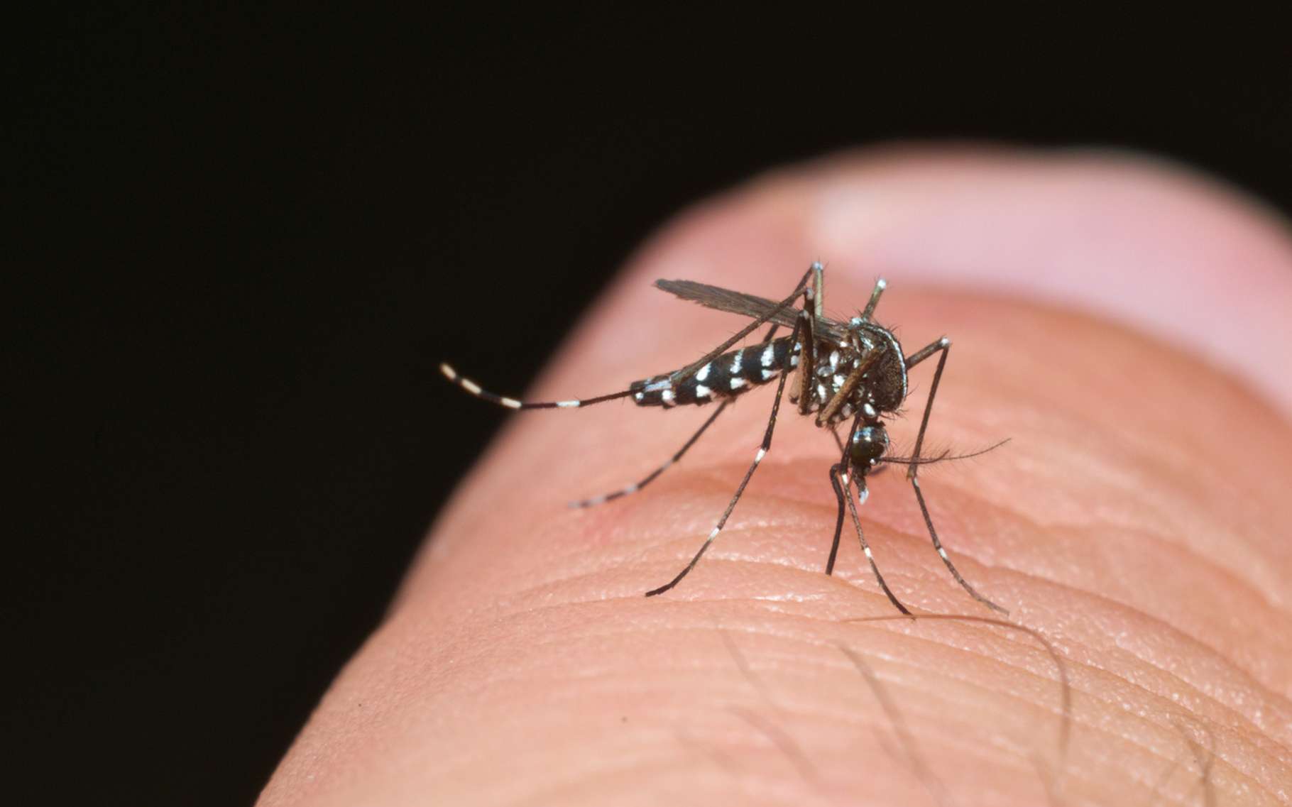     Les cas de dengue diminuent mais restent élevés 

