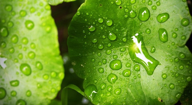     Cinq astuces pour jardiner sous la pluie

