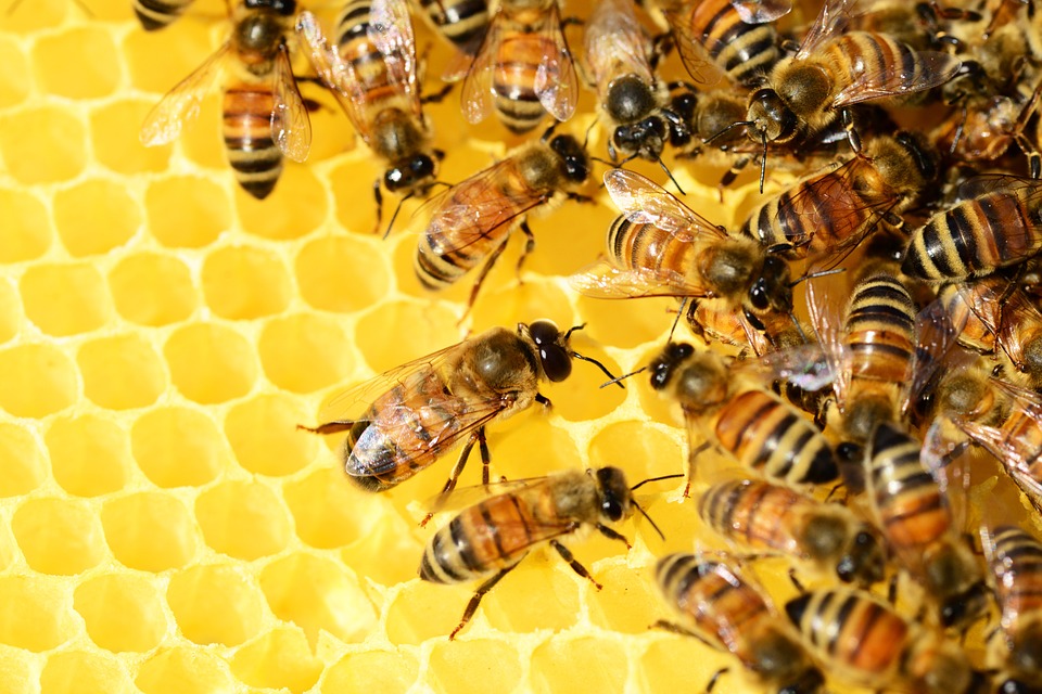     Des écoliers de Petit-Bourg confinés à cause d'un essaim d'abeilles

