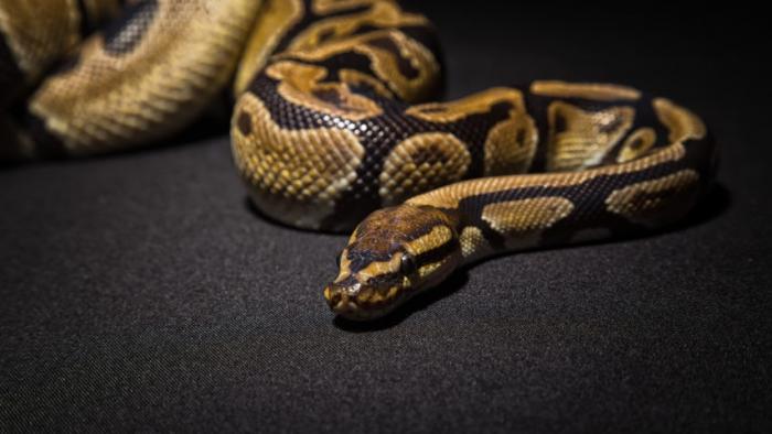     Un python de 1,20 m retrouvé dans un domicile à Bréfort au Lamentin 

