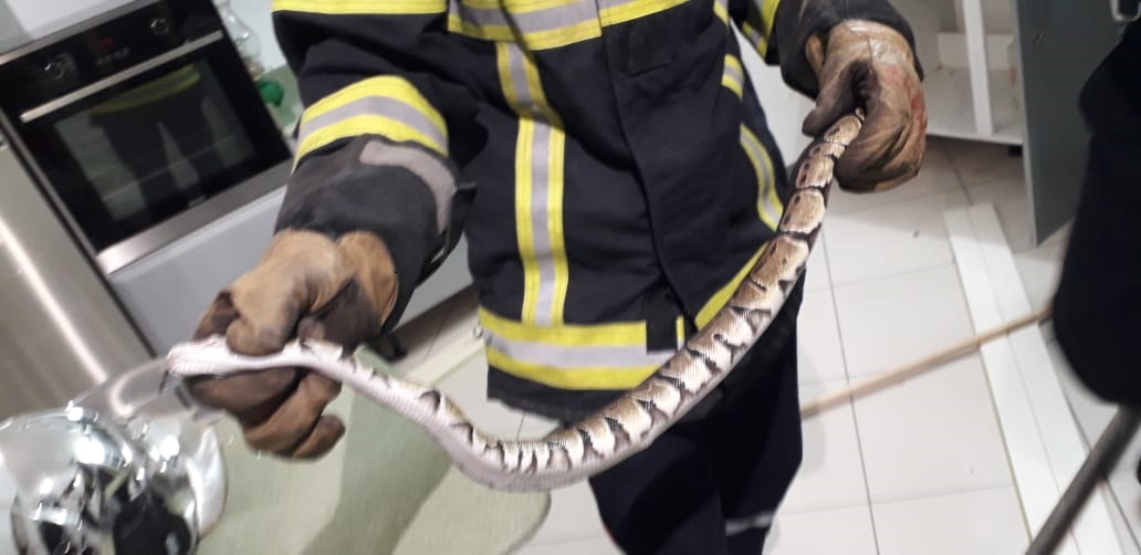     Encore un serpent récupéré à Sainte-Anne

