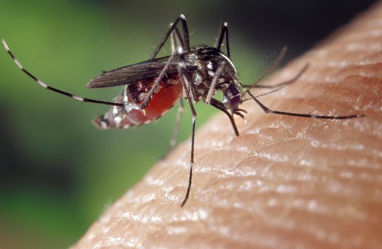     L'augmentation du nombre de cas de dengue est « alarmante » pour la CTM

