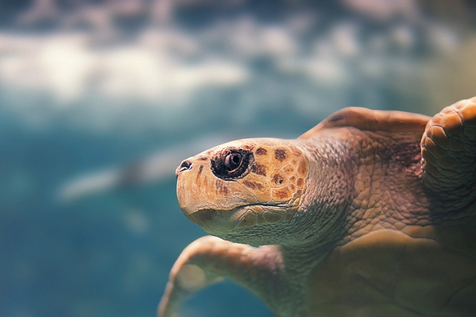     La tortue Antigua relâchée en mer

