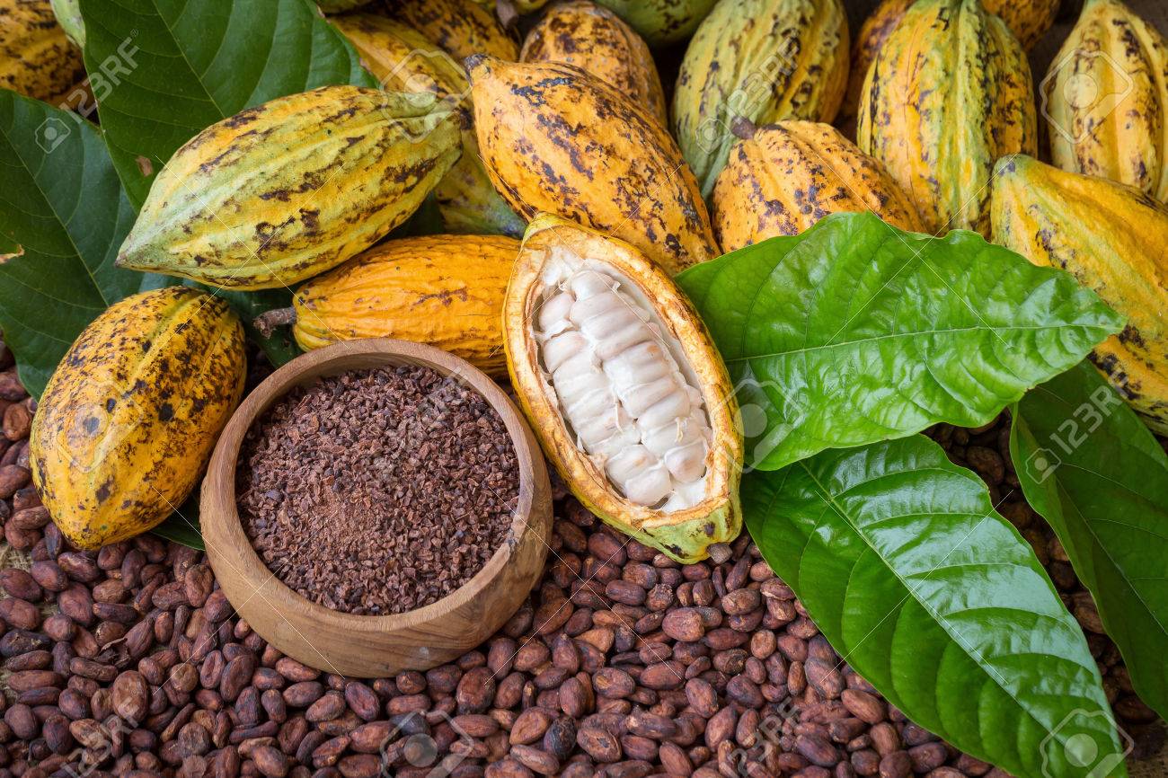     3 tonnes de cacao produites par an, la Guadeloupe peut mieux faire

