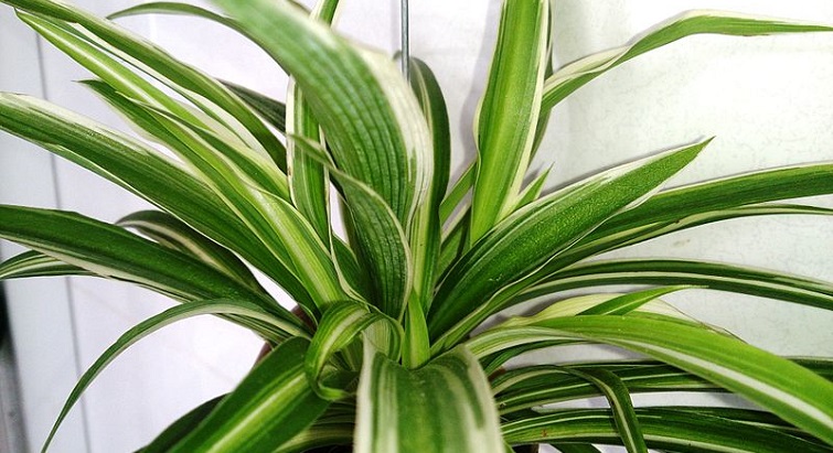     Le chlorophytum, la plante qui purifie votre air

