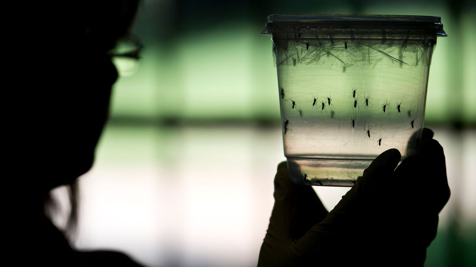     L'épidémie de dengue est terminée en Martinique

