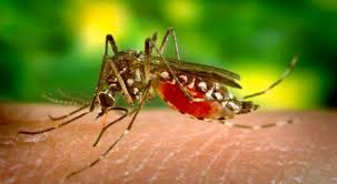     La dengue a battu des records en 2019 dans la Caraïbe

