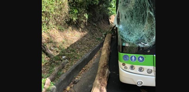     Un arbre tombe sur un bus Mozaïk entre Fort-de-France et Saint-Joseph

