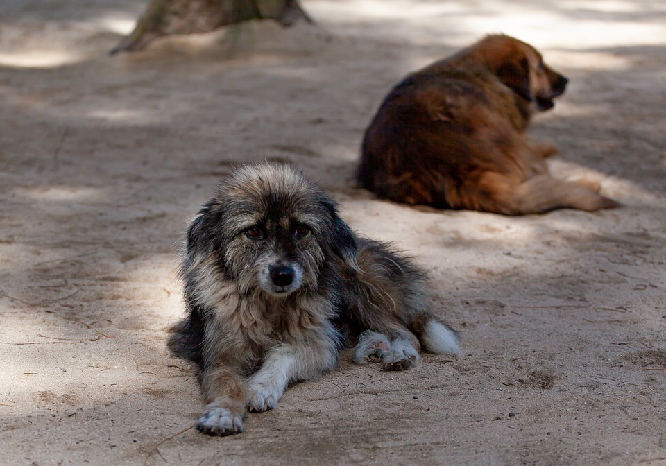     Maltraitance animale : un chien quotidiennement roué de coups au Lamentin

