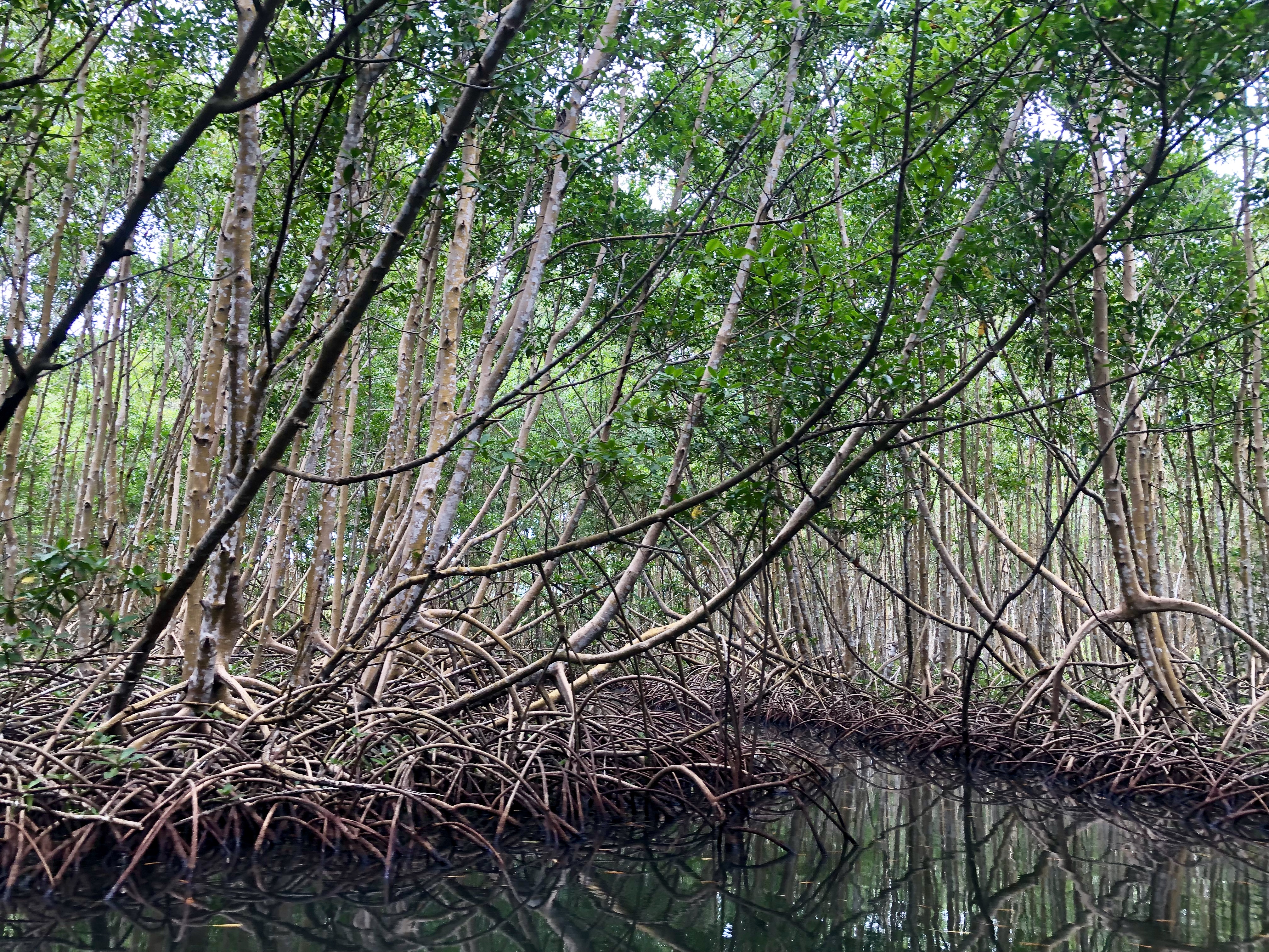     Le sauvetage des mangroves de Martinique retenu par la Fondation du Patrimoine parmi 12 projets 

