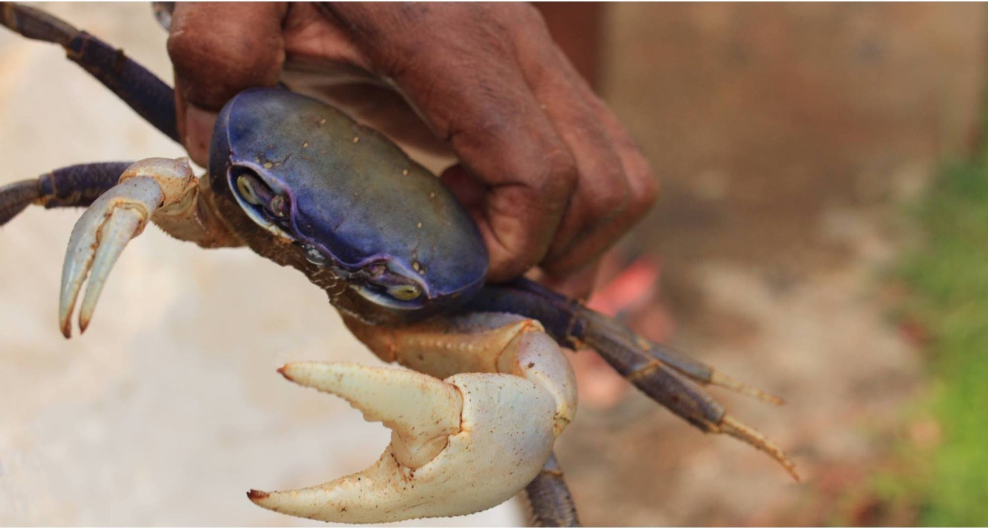     Un pêcheur de crabes retrouvé après avoir disparu à Port-Louis

