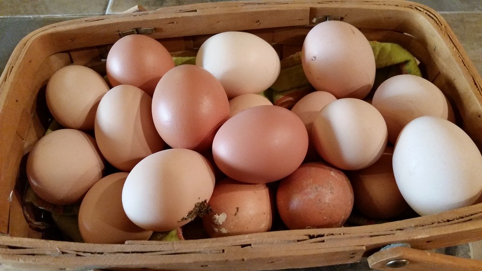    Consommation d’œufs : les producteurs locaux sollicités 

