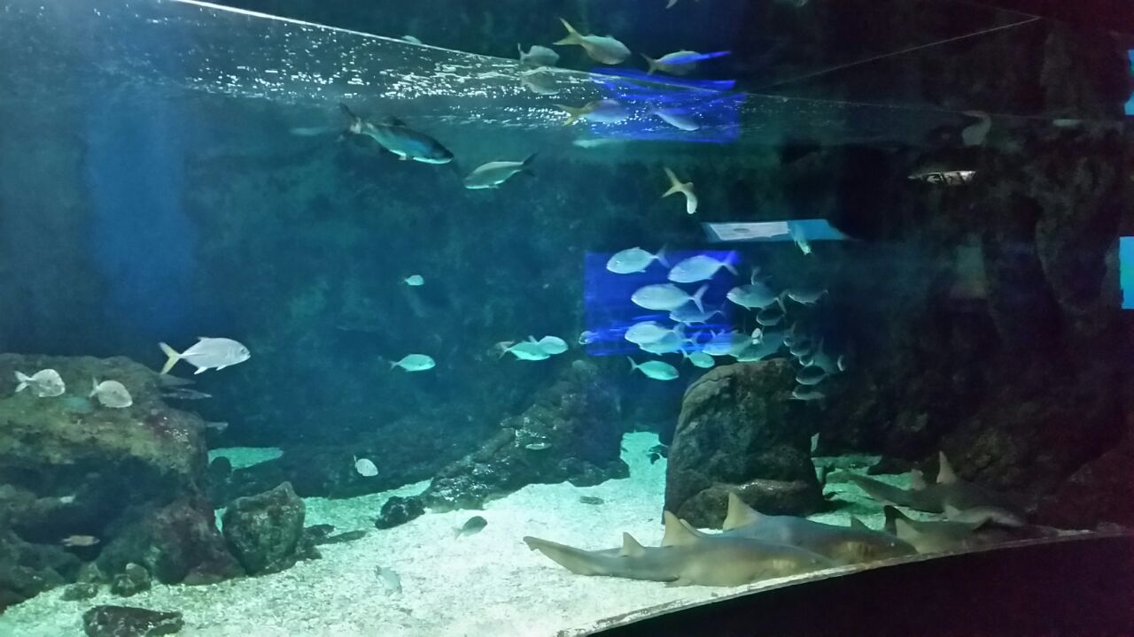     L’aquarium de Guadeloupe rouvre ses portes


