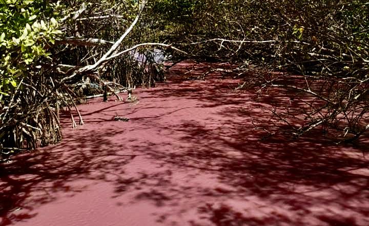     La mangrove rose du Diamant, un étonnant phénomène naturel


