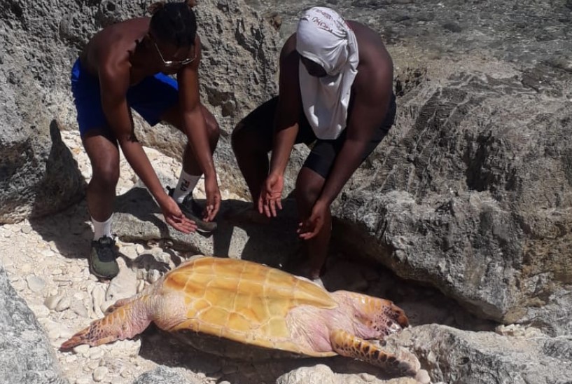     Une famille de randonneurs aide une tortue en détresse

