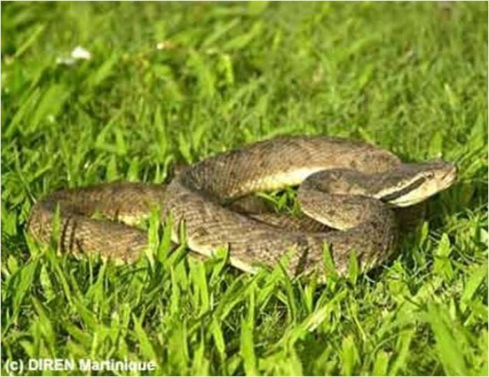     Recrudescence des morsures de serpents en Martinique

