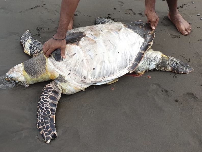     Une grosse tortue retrouvée morte à Vieux-Habitants

