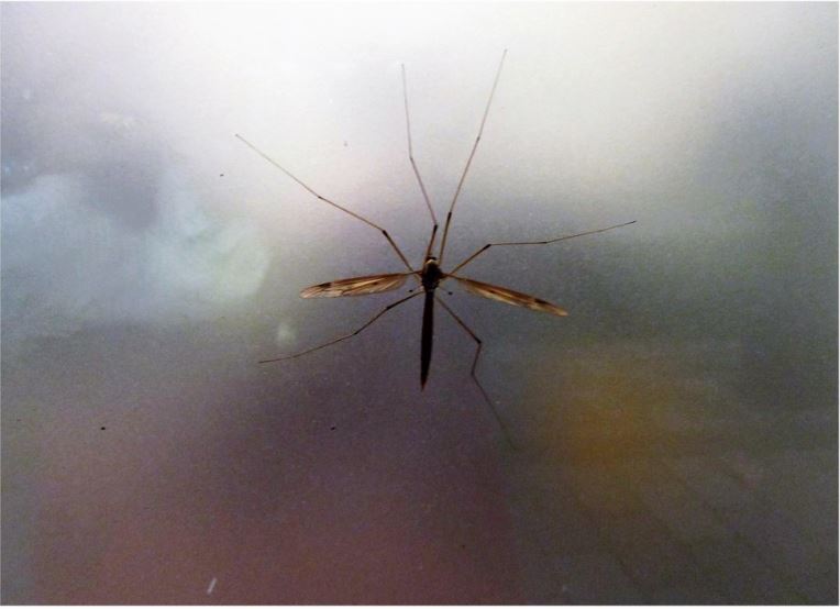    Dengue : un nouveau foyer épidémique localisé au Helleux à Sainte-Anne

