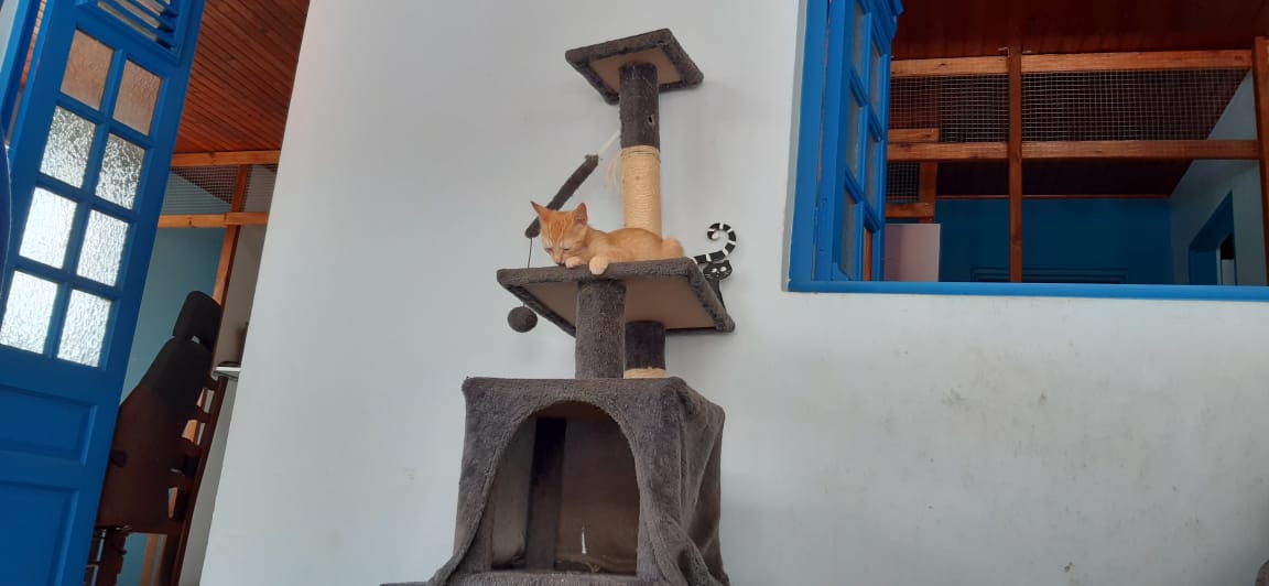     Une maison refuge pour les chats

