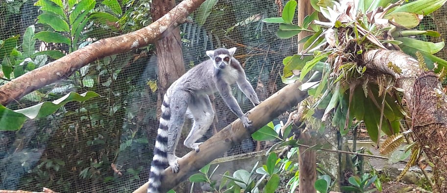    Le zoo de Guadeloupe accueille quatre makis cattas

