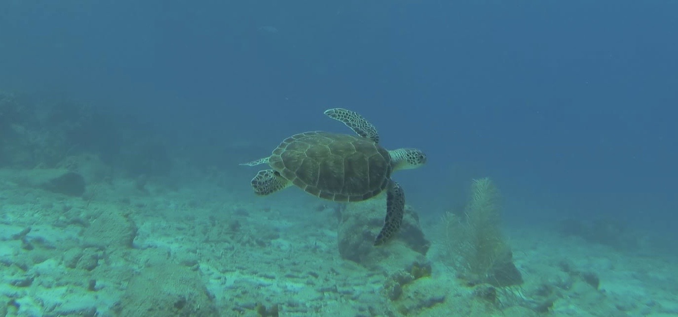     Les mesures à suivre pour préserver les tortues marines

