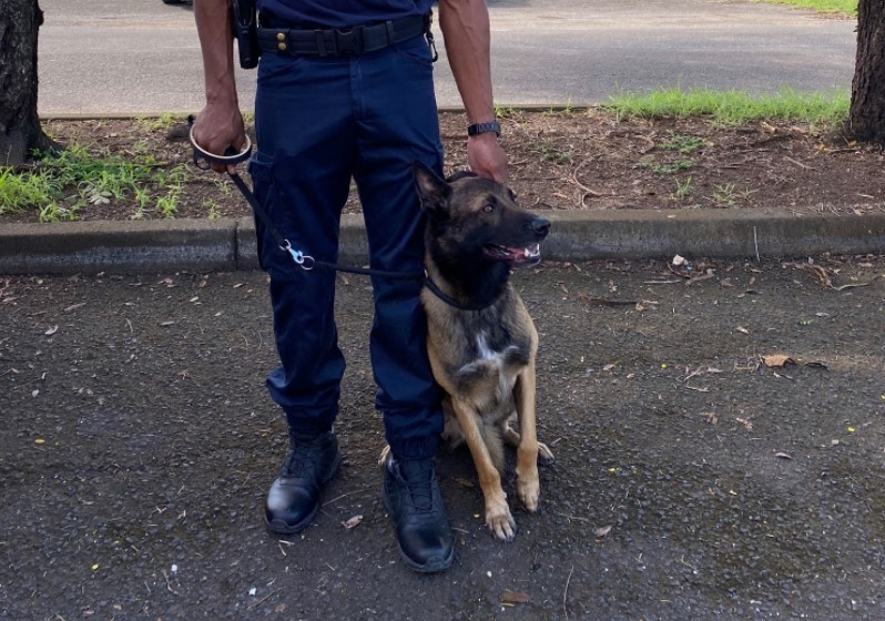     Nicky, le nouveau chien policier spécialisé en explosifs  

