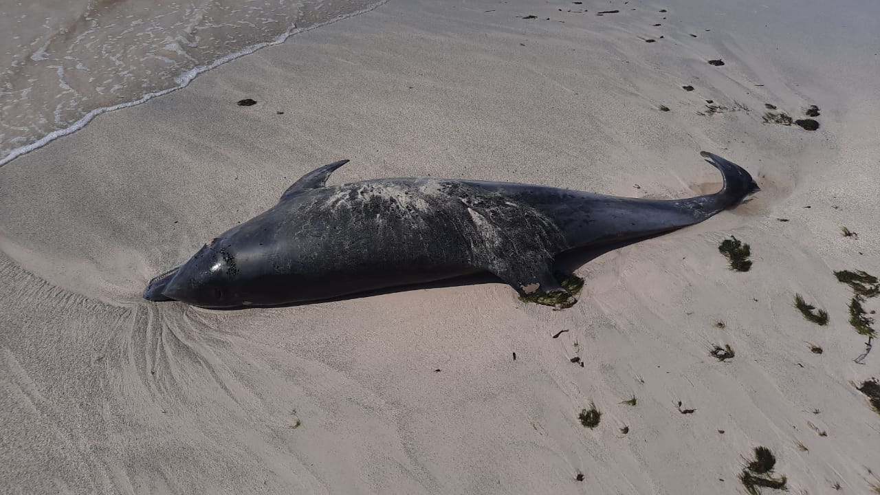     Un dauphin retrouvé mort à Marie-Galante 

