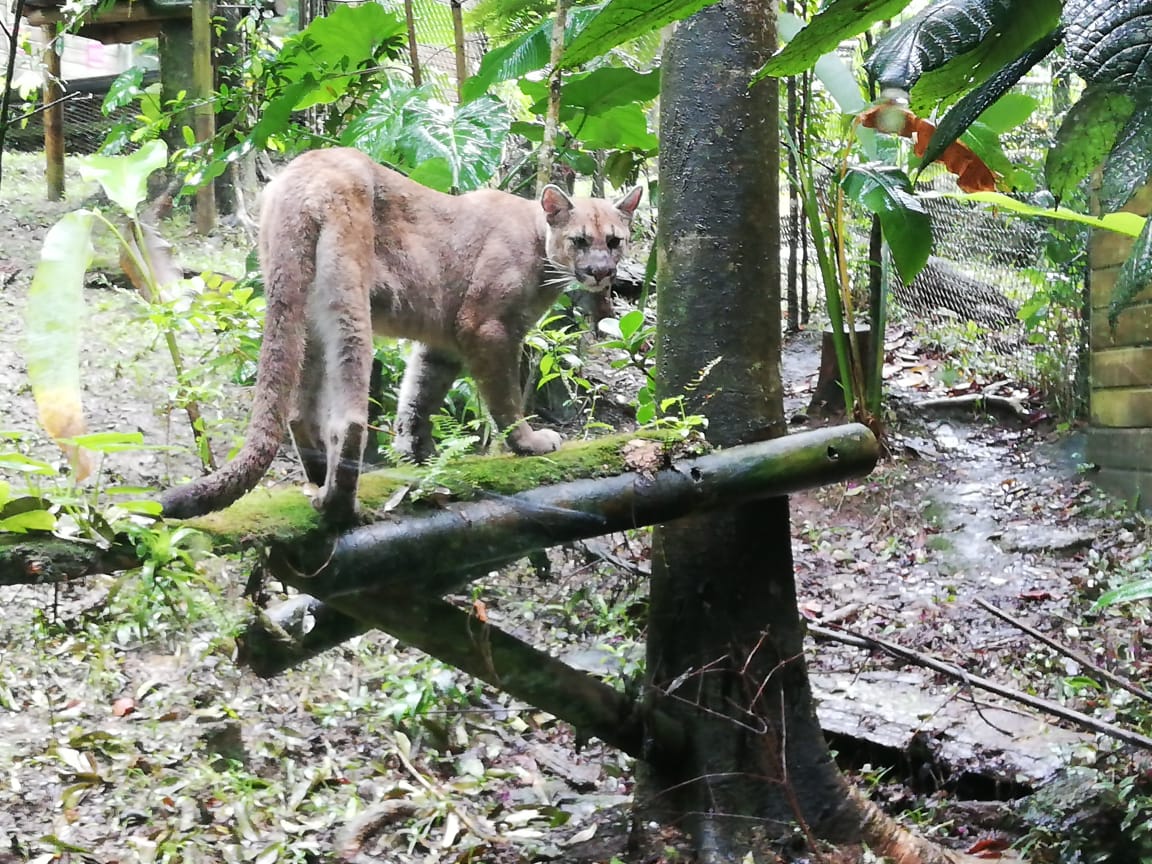     Le Zoo de Guadeloupe accueille une femelle Puma 

