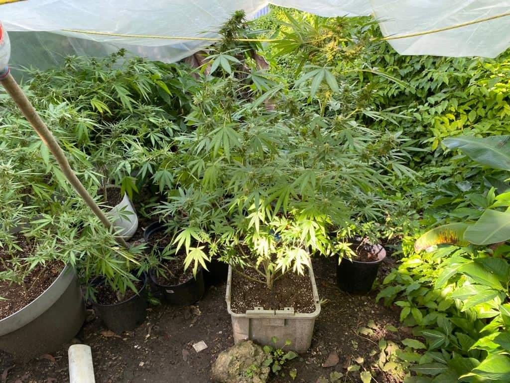     Gosier : 4 individus interpellés pour une plantation de cannabis "in door"

