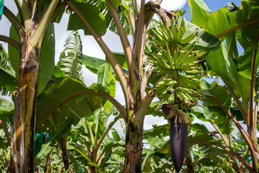     Les planteurs de bananes de Banamart condamnent l'utilisation de l'éthéphon en Martinique

