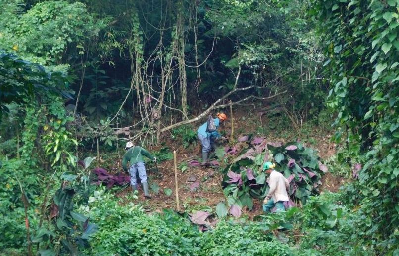     Le Parc Naturel de Martinique lutte contre l'invasion de plantes exotiques envahissantes

