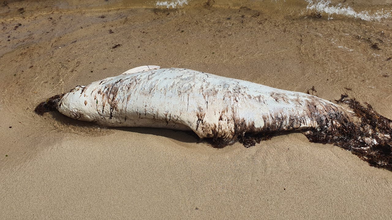     Un dauphin retrouvé mort à Saint-François 

