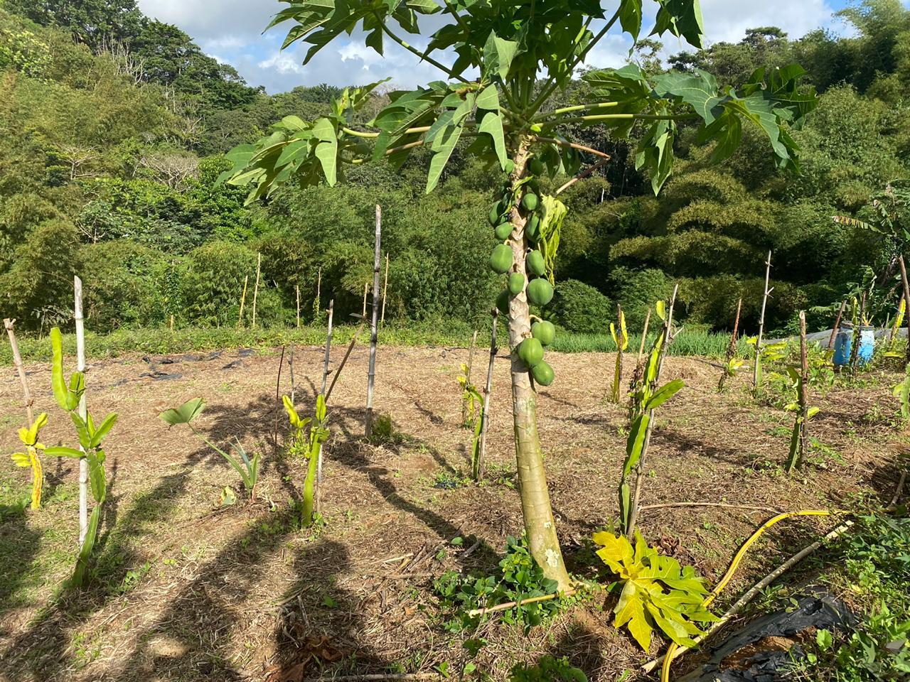     La route des fermes bio de Martinique réunit producteurs bio et chefs d'exception 

