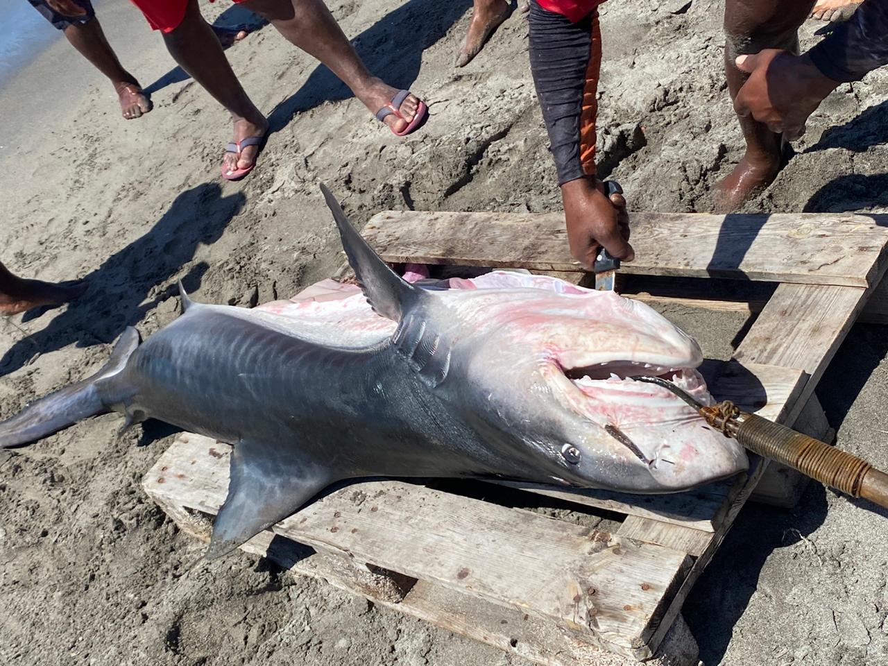     Un requin tigre de 90 kilos pêché au large de Saint-Pierre 

