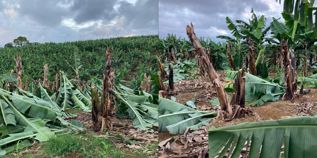     Plus de 1000 bananiers coupés dans un champ à Saint-Joseph

