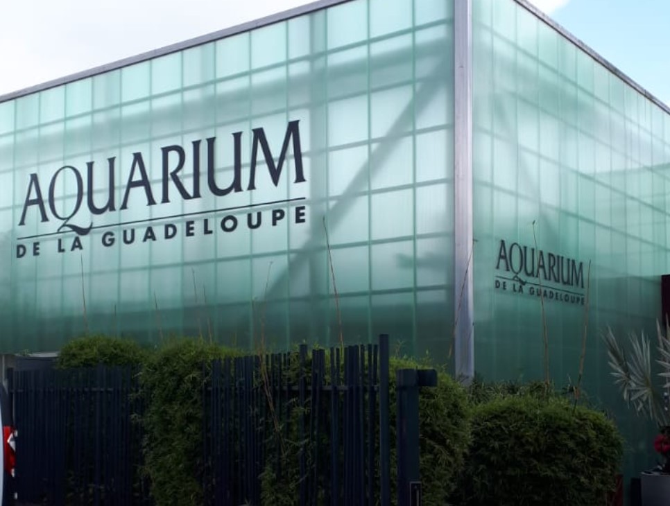     L'aquarium ouvre ses portes avec de nouvelles espèces 

