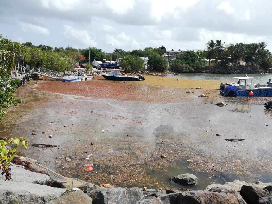     Face au fléau des sargasses, la préfecture de Guadeloupe a activé une cellule de crise

