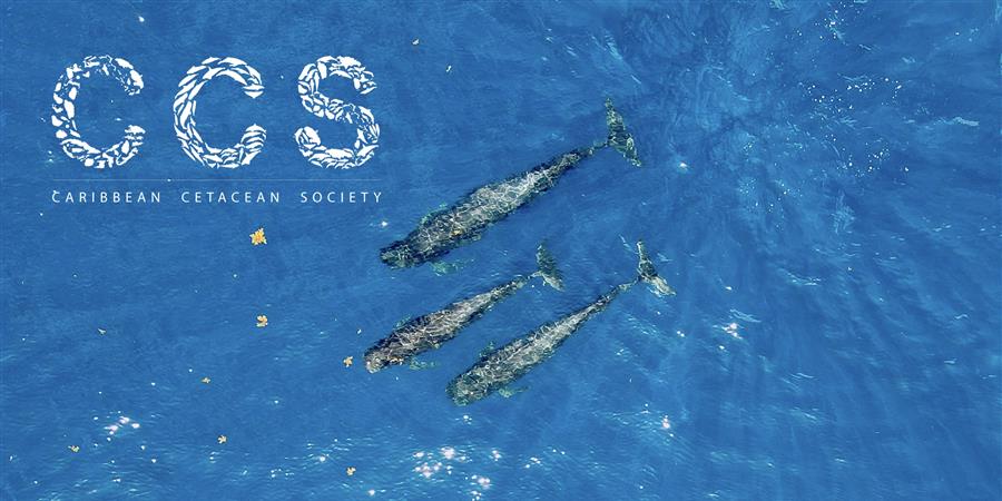     Caribbean cetacean society : l’association qui suit et protège les cétacés

